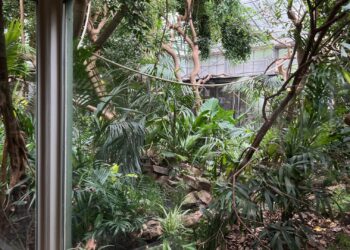 Dianameerkatten na lange afwezigheid weer te zien in Artis