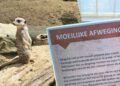 Diergaarde Blijdorp hangt nieuw bordje op bij stokstaartjesverblijf: ‘Moeilijke afwegingen’