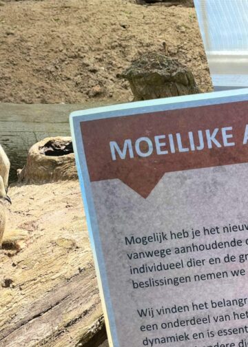 Diergaarde Blijdorp hangt nieuw bordje op bij stokstaartjesverblijf: ‘Moeilijke afwegingen’