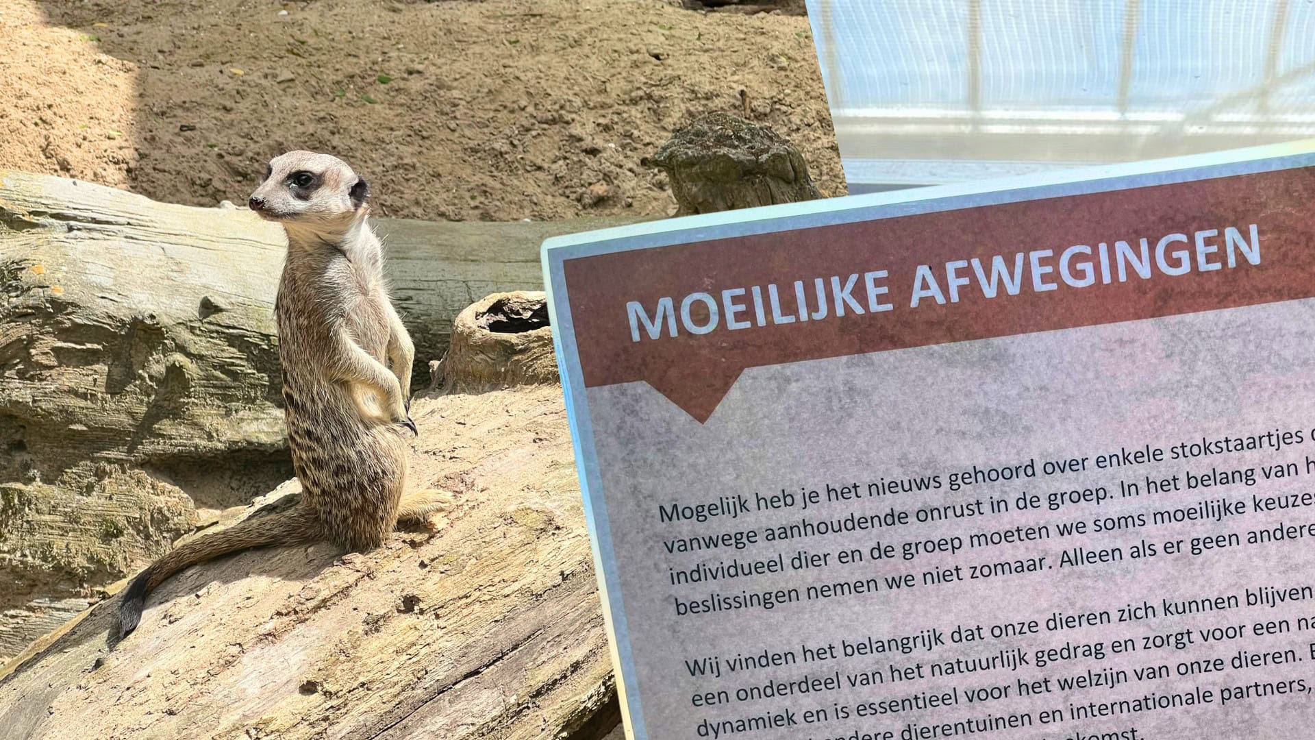 Diergaarde Blijdorp hangt nieuw bordje op bij stokstaartjesverblijf: ‘Moeilijke afwegingen’
