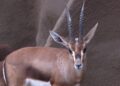 Deze dierentuin houdt nu als enige in Nederland, België en Duitsland zeldzame edmigazelles