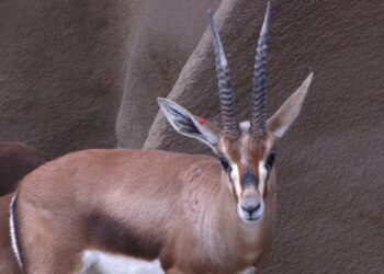 Deze dierentuin houdt nu als enige in Nederland, België en Duitsland zeldzame edmigazelles