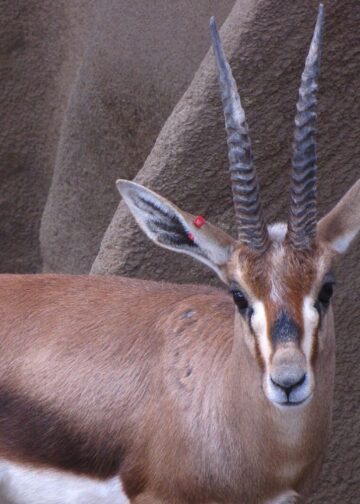 Deze dierentuin houdt nu als enige in Nederland, België en Duitsland zeldzame edmigazelles