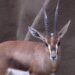 Deze dierentuin houdt nu als enige in Nederland, België en Duitsland zeldzame edmigazelles