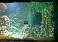 Burgers’ Zoo deelt update over bouw grootste zeegrasaquarium ter wereld