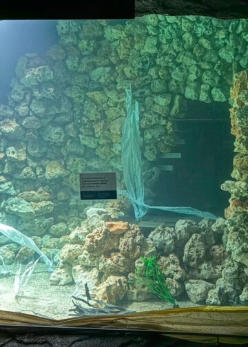 Burgers’ Zoo deelt update over bouw grootste zeegrasaquarium ter wereld