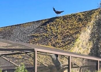 Binturong valt pauw aan in Engelse dierentuin: bezoeker weet niet wat hij ziet