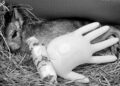 Dierentuin vergist zich: onverwacht jongen geboren in mannengroep mara’s