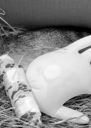 Dierentuin vergist zich: onverwacht jongen geboren in mannengroep mara’s