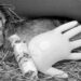 Dierentuin vergist zich: onverwacht jongen geboren in mannengroep mara’s