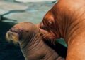 Voor het eerst walrus geboren in nieuwste SeaWorld-locatie ter wereld