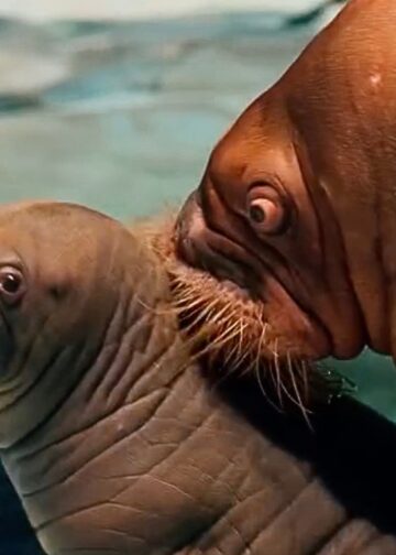 Voor het eerst walrus geboren in nieuwste SeaWorld-locatie ter wereld