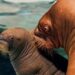 Voor het eerst walrus geboren in nieuwste SeaWorld-locatie ter wereld