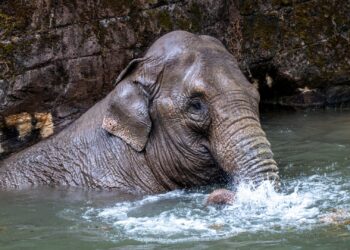 Meerdere dierentuinen nemen maatregelen vanwege hittegolf: goedkope tickets en aangepaste openingstijden