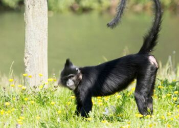 Kuifmangabey zwerft door Brabant na ontsnapping uit Beekse Bergen