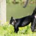 Kuifmangabey zwerft door Brabant na ontsnapping uit Beekse Bergen