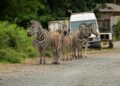 Verwaarloosde dierentuin huisvest nog altijd 200 dieren: ‘Hebben dringend hulp nodig’