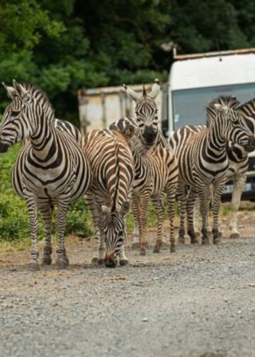 Verwaarloosde dierentuin huisvest nog altijd 200 dieren: ‘Hebben dringend hulp nodig’