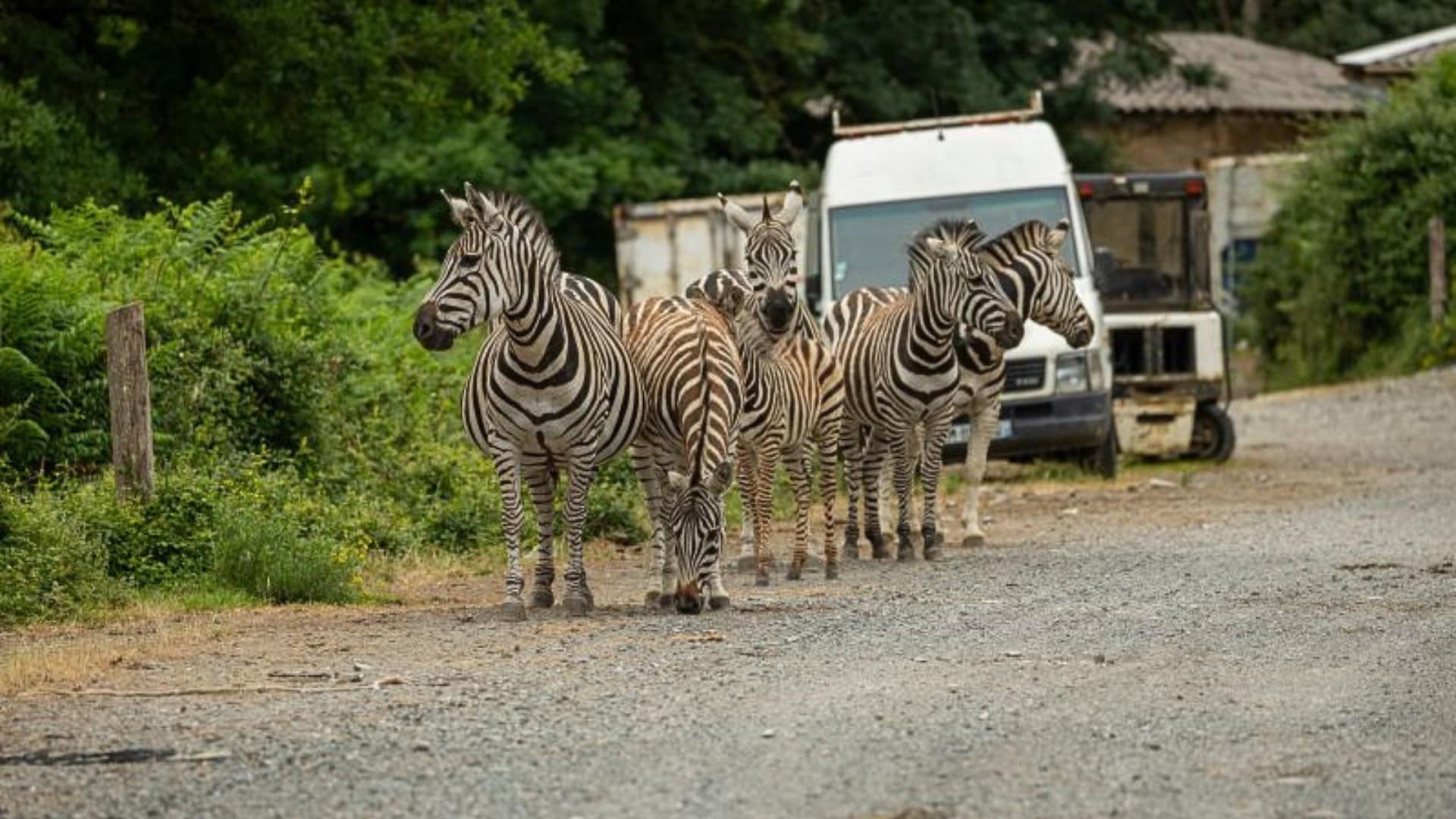 Verwaarloosde dierentuin huisvest nog altijd 200 dieren: ‘Hebben dringend hulp nodig’