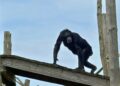 Arbeidsinspectie grijpt in na tekortkomingen bij chimpanseeverblijf