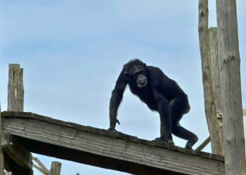 Arbeidsinspectie grijpt in na tekortkomingen bij chimpanseeverblijf
