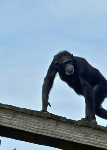 Arbeidsinspectie grijpt in na tekortkomingen bij chimpanseeverblijf