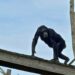Arbeidsinspectie grijpt in na tekortkomingen bij chimpanseeverblijf