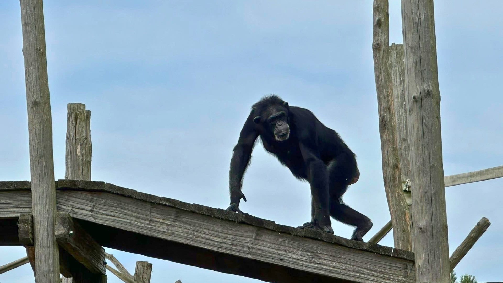Arbeidsinspectie grijpt in na tekortkomingen bij chimpanseeverblijf