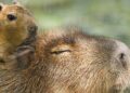 Meerdere dierentuinen sluiten of gaan eerder dicht vanwege hittegolf