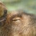 Meerdere dierentuinen sluiten of gaan eerder dicht vanwege hittegolf