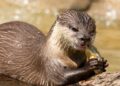 Eindhoven Zoo maakt alle garra rufa’s dood en gebruikt ze als voer