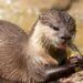 Eindhoven Zoo maakt alle garra rufa’s dood en gebruikt ze als voer
