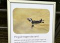 Bezoeker beklad opvallend bord bij pinguïnverblijf Artis: ‘Ze willen eruit!’