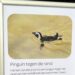 Bezoeker bekladt opvallend bord bij pinguïnverblijf Artis: ‘Ze willen eruit!’