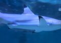 Sea Life Scheveningen gaat weer open voor publiek: openingsdatum bekend