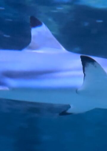 Sea Life Scheveningen gaat weer open voor publiek: openingsdatum bekend