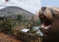 Ouwehands Dierenpark wil zeeleeuwen op deze opvallende plek gaan houden