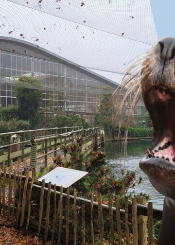 Op deze opvallende plek wil Ouwehands Dierenpark zeeleeuwen gaan houden