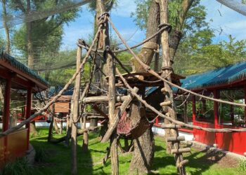 Leeg verblijf in Pairi Daiza na maanden weer bewoond: zeldzame apen keren terug