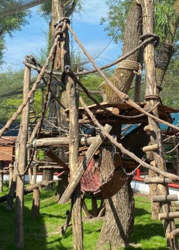 Leeg verblijf in Pairi Daiza na maanden weer bewoond: zeldzame apen keren terug
