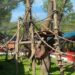 Leeg verblijf in Pairi Daiza na maanden weer bewoond: zeldzame apen keren terug
