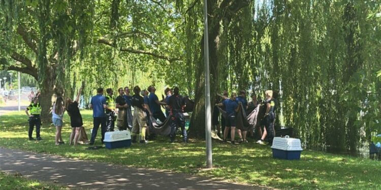 Beeld: AT5