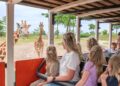 Wildlands Emmen wil weer een nieuwe diersoort introduceren op savanne