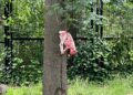 Hyena’s verscheuren lammetjes en geit in Zoo Planckendael