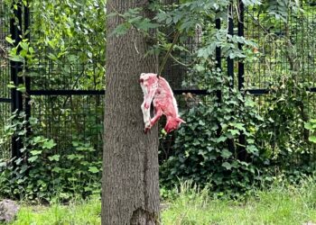 Hyena’s verscheuren lammetjes en geit in Zoo Planckendael