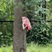 Hyena’s verscheuren lammetjes en geit in Zoo Planckendael