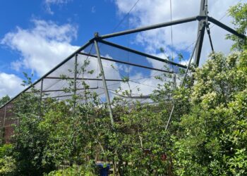 Groot verblijf in Diergaarde Blijdorp opengescheurd: dierentuin grijpt na maanden in