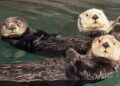 Aquarium opent nieuw gebied met zeeotters van bijna 13 miljoen euro