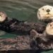Aquarium opent nieuw gebied van 13 miljoen euro met zeeotters