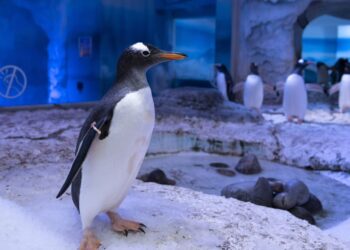 Britse Sea Life-locaties stoppen met fokken ezelspinguïns na kritiek van activisten